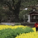 黄山旅游 缩略图 7