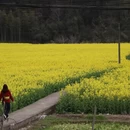 黄山旅游 缩略图 5