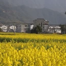 黄山旅游 缩略图 2