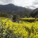 黄山旅游 缩略图 6
