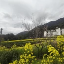黄山旅游 缩略图 5