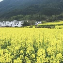 黄山旅游 缩略图 4