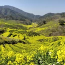 黄山旅游 缩略图 6