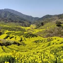 黄山旅游 缩略图 5