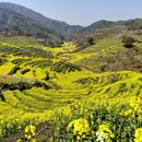黄山旅游 缩略图 2