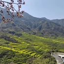 黄山旅游 缩略图 10