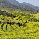 黄山旅游 缩略图 7