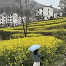 黄山旅游 缩略图 15
