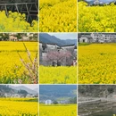 黄山旅游 缩略图 1