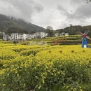黄山旅游 缩略图 16
