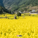 黄山旅游 缩略图 3