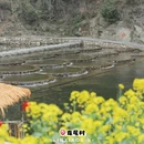 黄山旅游 缩略图 9