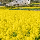 黄山旅游 缩略图 4