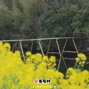 黄山旅游 缩略图 8