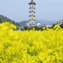 黄山旅游 缩略图 12