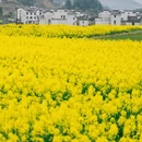 黄山旅游 缩略图 13