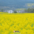 黄山旅游 缩略图 7