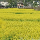 黄山旅游 缩略图 10