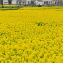 黄山旅游 缩略图 15