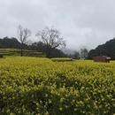 黄山旅游 缩略图 4