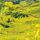 黄山旅游 缩略图 4