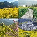 黄山旅游 缩略图 3