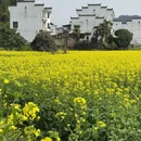 黄山旅游 缩略图 1