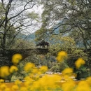 黄山旅游 缩略图 3