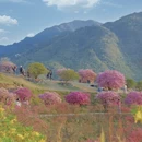黄山旅游 缩略图 4