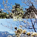 黄山旅游 缩略图 5
