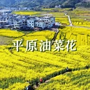 黄山旅游 缩略图 2