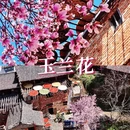 黄山旅游 缩略图 4