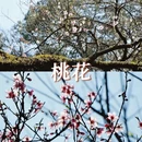 黄山旅游 缩略图 6