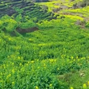 黄山旅游 缩略图 3