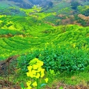 黄山旅游 缩略图 2