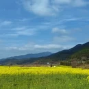黄山旅游 缩略图 8