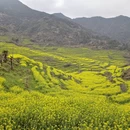 黄山旅游 缩略图 7