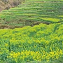 黄山旅游 缩略图 4