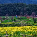 黄山旅游 缩略图 6