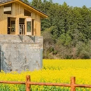 黄山旅游 缩略图 3
