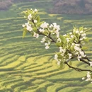黄山旅游 缩略图 2