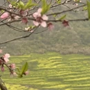 黄山旅游 缩略图 9
