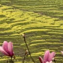黄山旅游 缩略图 8