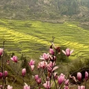 黄山旅游 缩略图 7