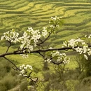 黄山旅游 缩略图 4