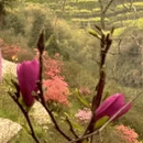 黄山旅游 缩略图 11