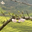 黄山旅游 缩略图 12