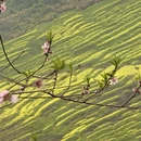 黄山旅游 缩略图 10