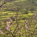 黄山旅游 缩略图 6
