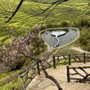 黄山旅游 缩略图 5